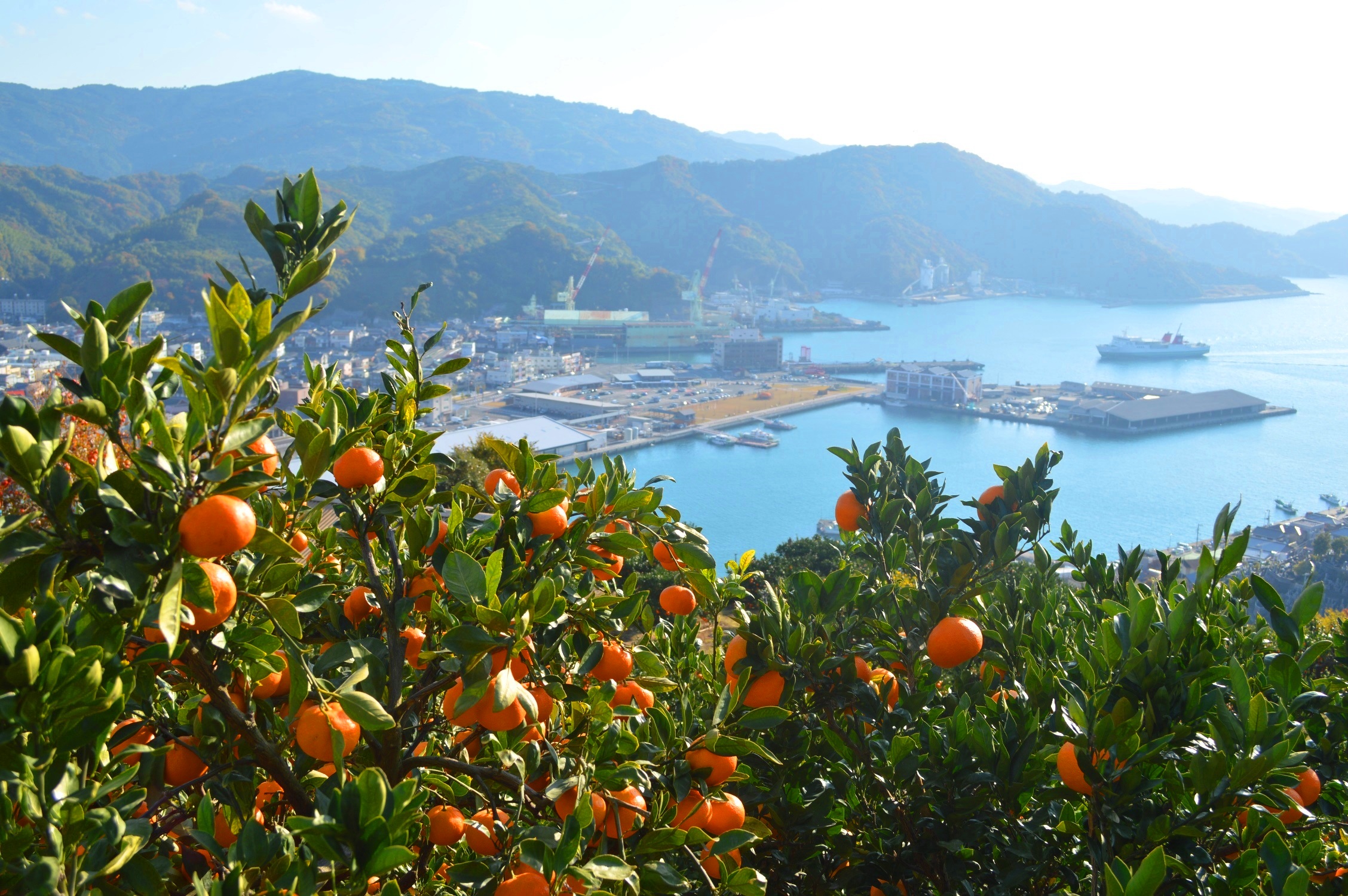 みかん畑から見下ろす八幡浜の港と海