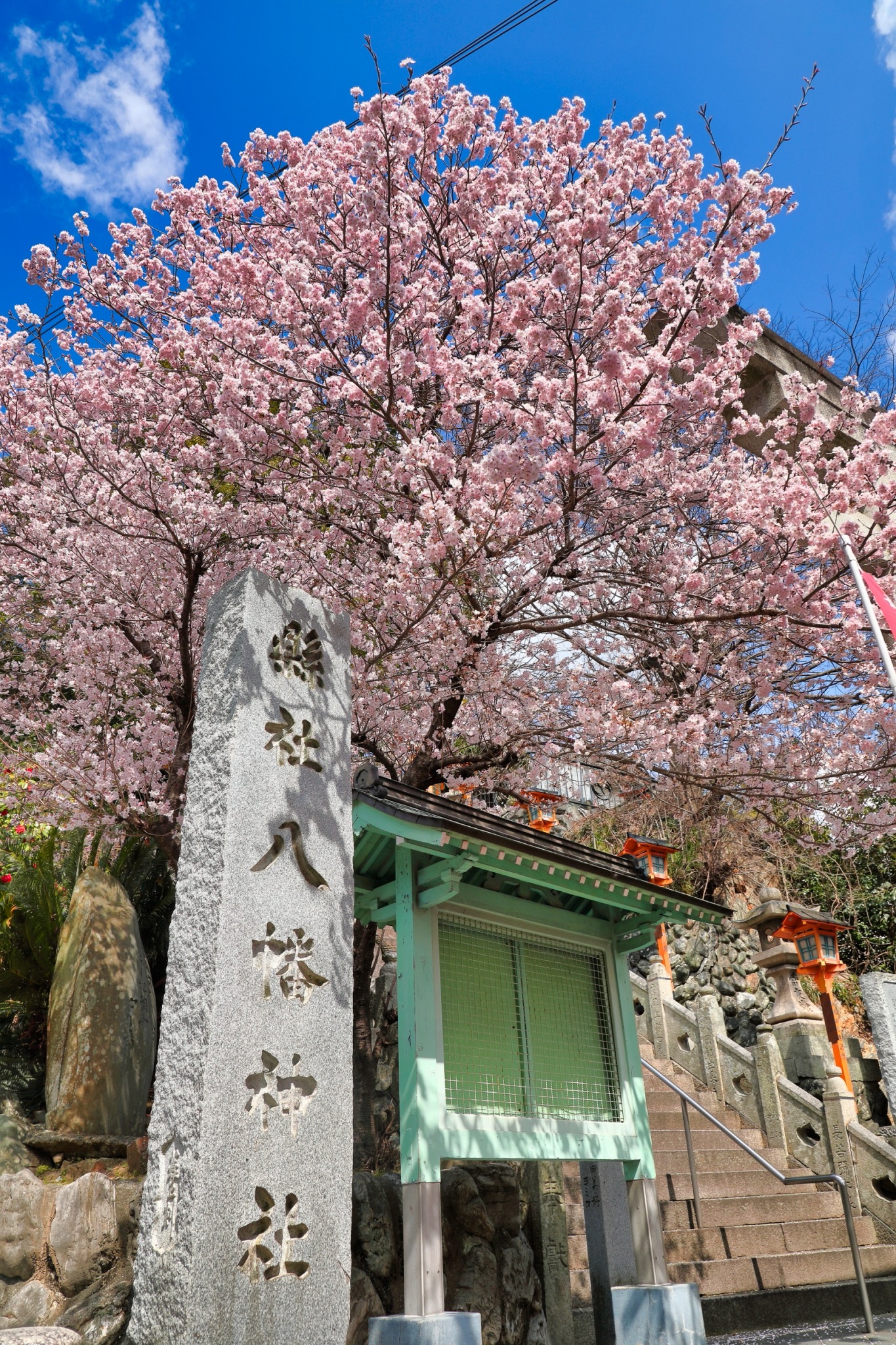 八幡神社の桜